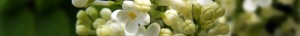 White lilac flowers and buds