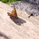 Butterfly on a rock Butterfly on a rock