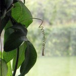Green spring Green spring